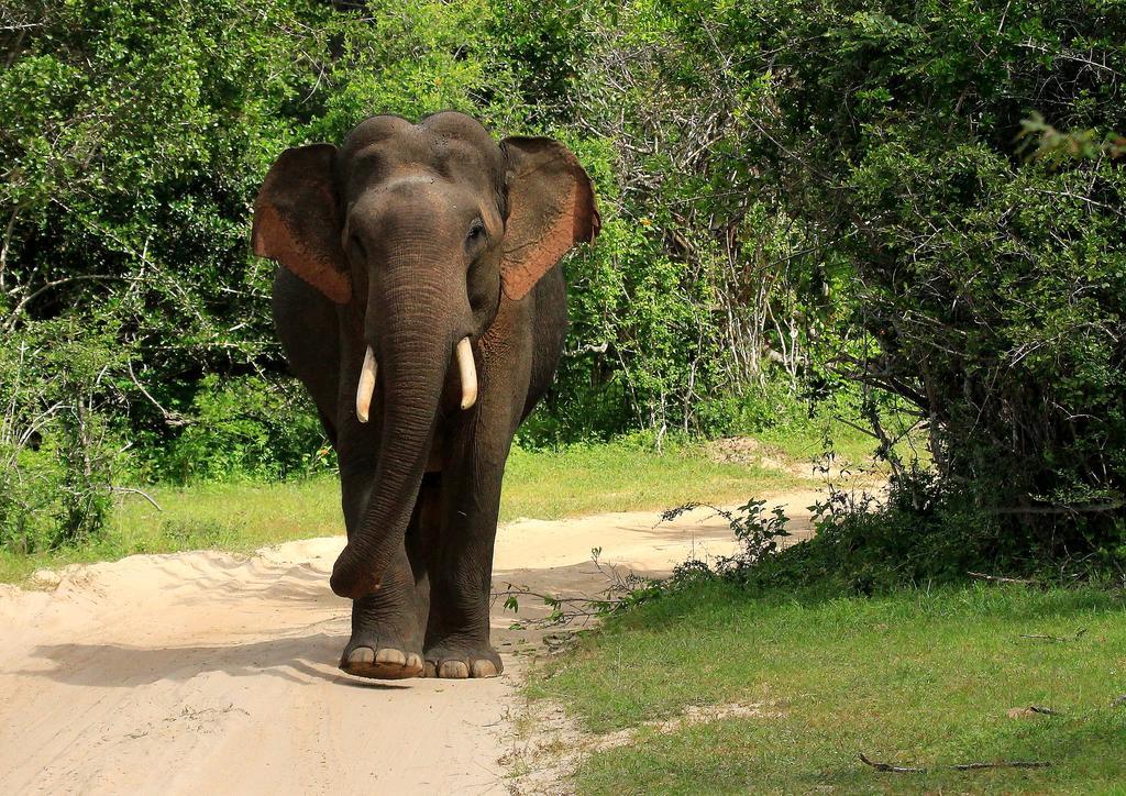 Kulu Safaris Ξενοδοχείο Yala Εξωτερικό φωτογραφία