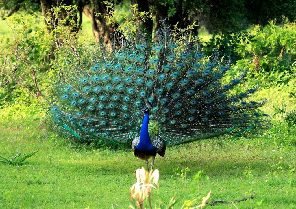 Kulu Safaris Ξενοδοχείο Yala Εξωτερικό φωτογραφία