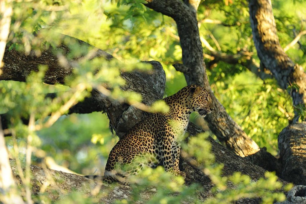 Kulu Safaris Ξενοδοχείο Yala Εξωτερικό φωτογραφία