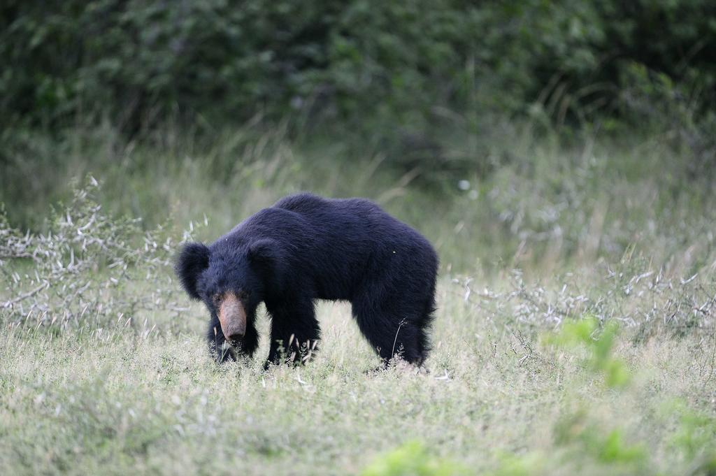 Kulu Safaris Ξενοδοχείο Yala Εξωτερικό φωτογραφία