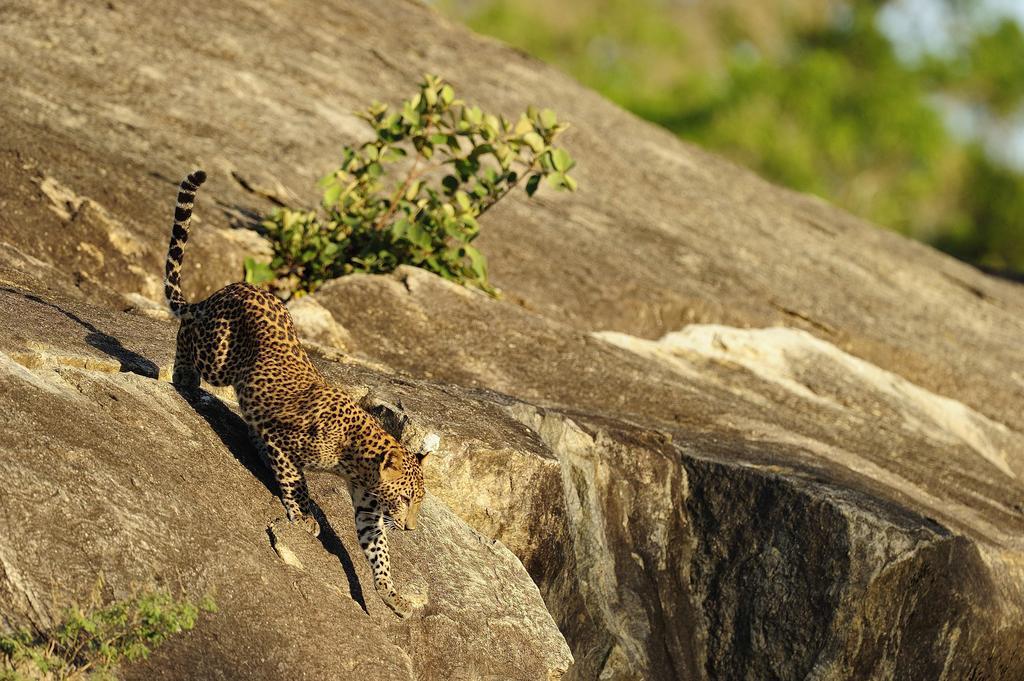 Kulu Safaris Ξενοδοχείο Yala Εξωτερικό φωτογραφία